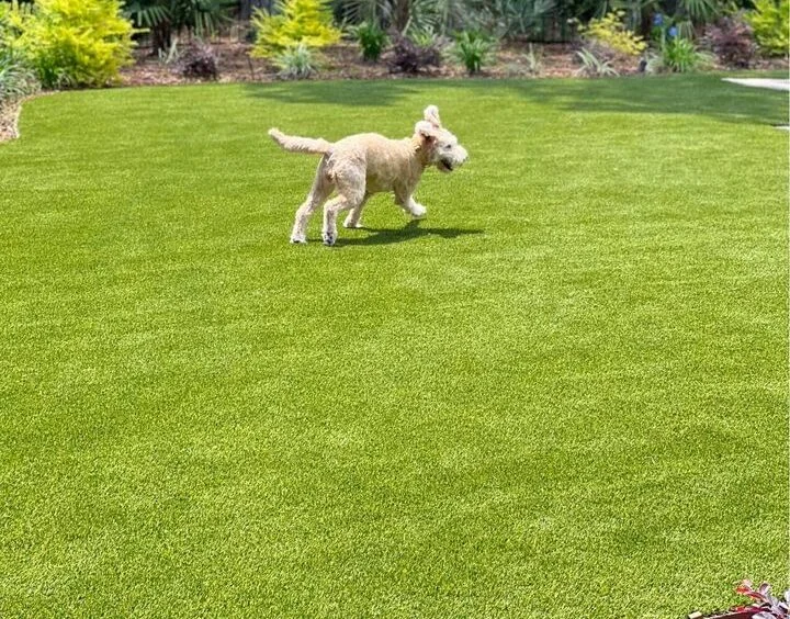 A fluffy dog joyfully runs across a lush green lawn on a sunny day, surrounded by vibrant plants and shrubs.